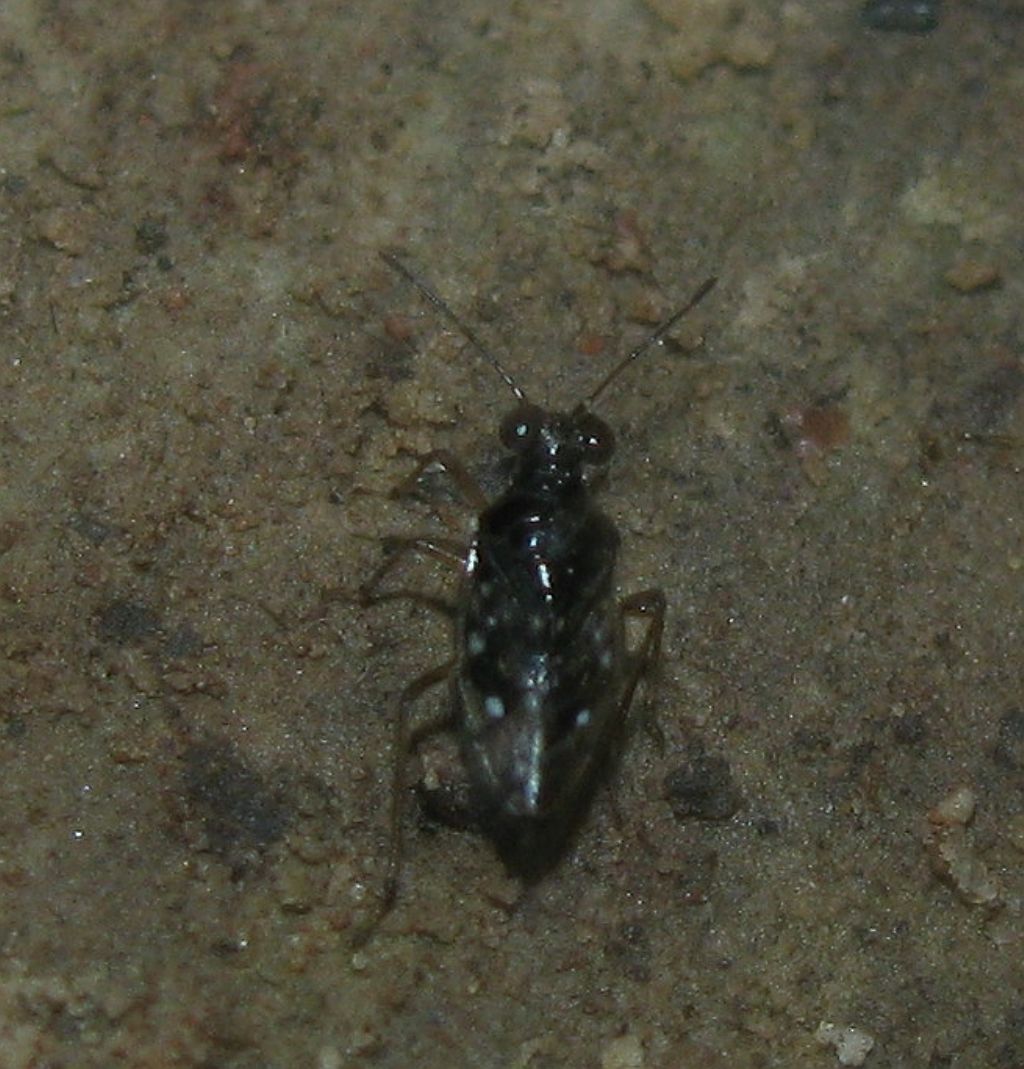 Saldidae:Chartoscirta cincta   Antalya (Turkey)